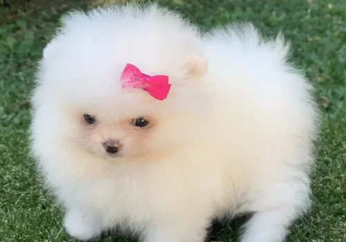 Spitz alemão anão em Americana