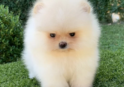 Canil de Lulu da Pomerânia