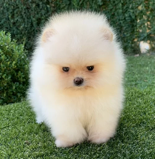 Canil de Lulu da Pomerânia