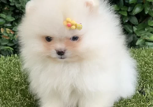 Canil de Lulu da Pomerânia em Campinas