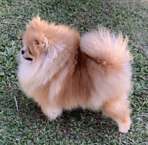 Canil de Lulu da Pomerânia em Sorocaba