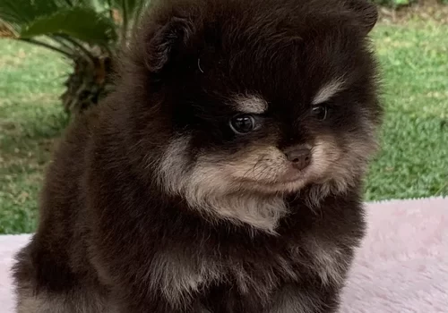 Canil de Spitz alemão anão