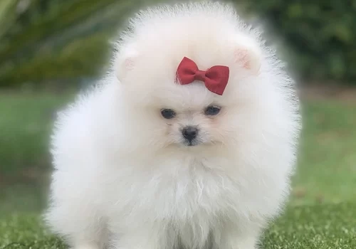 Canil de Spitz alemão em Americana