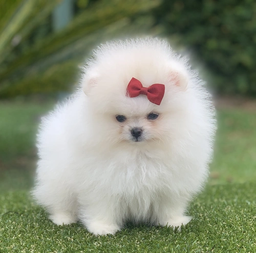 Canil de Spitz alemão em Americana