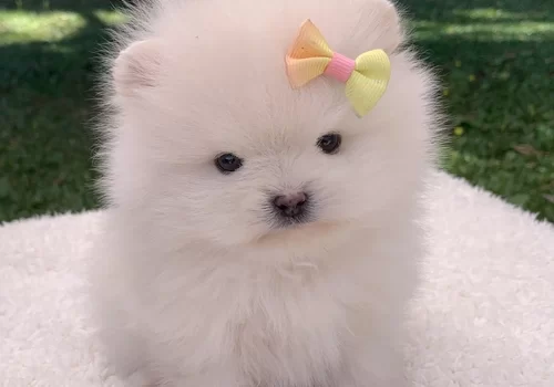 Canil de Spitz alemão em Campinas