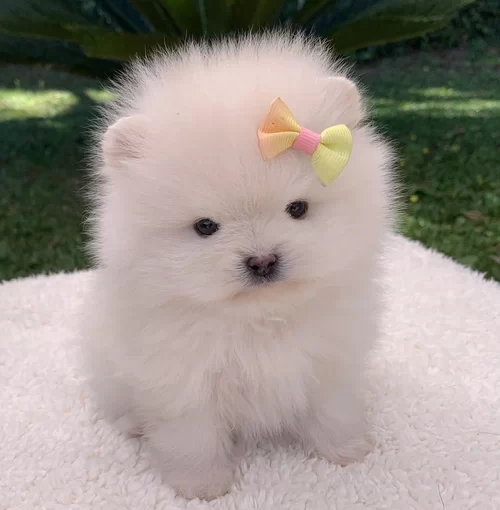 Canil de Spitz alemão em Campinas