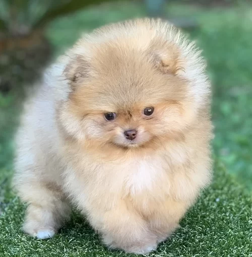Cão de companhia no Morumbi