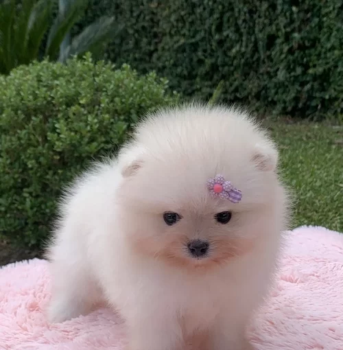 Filhote de Spitz alemão anão