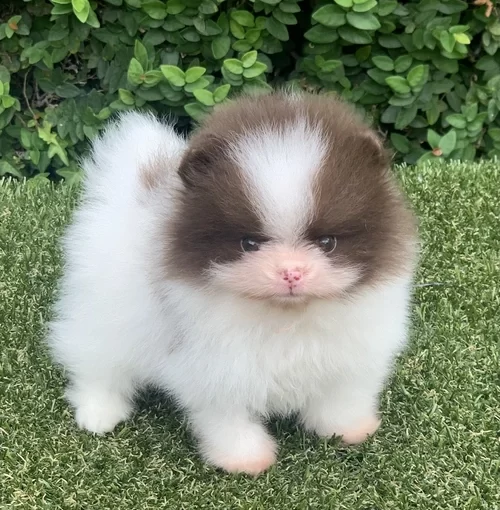 Lulu da Pomerânia em Alphaville