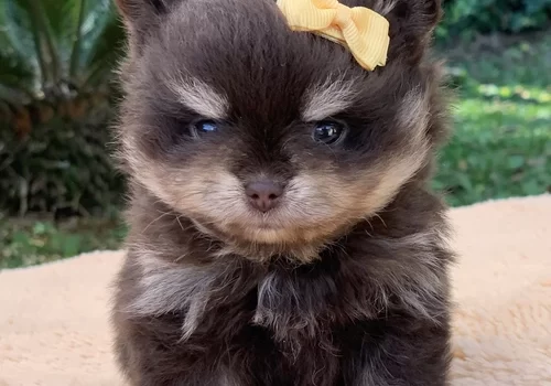 Spitz alemão anão em Alphaville