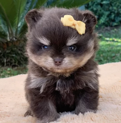 Spitz alemão anão em Alphaville