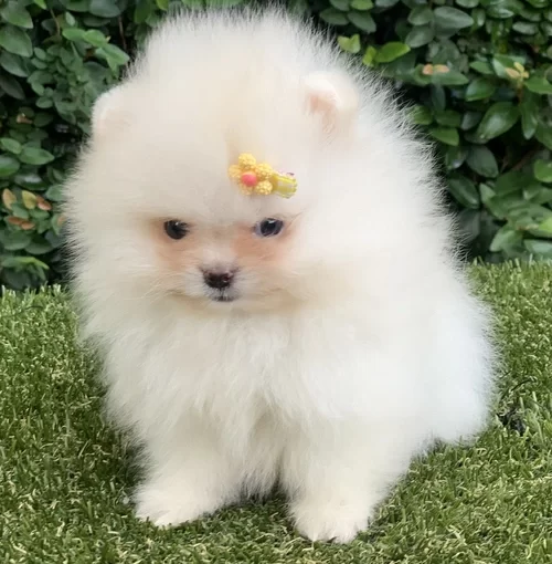 Spitz alemão anão em Santana