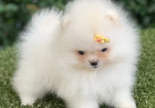 Spitz alemão anão no Morumbi