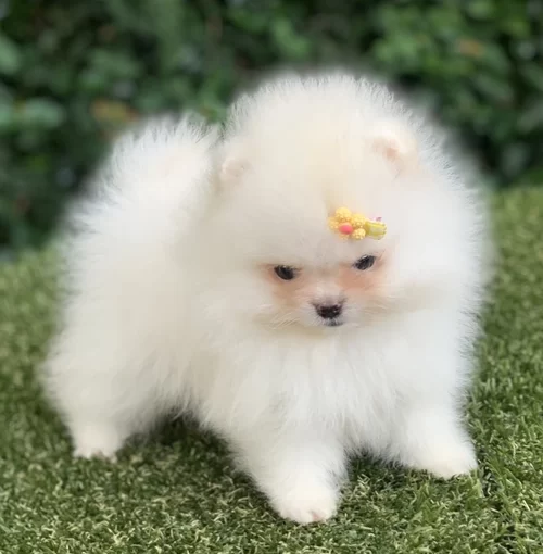 Spitz alemão anão no Morumbi