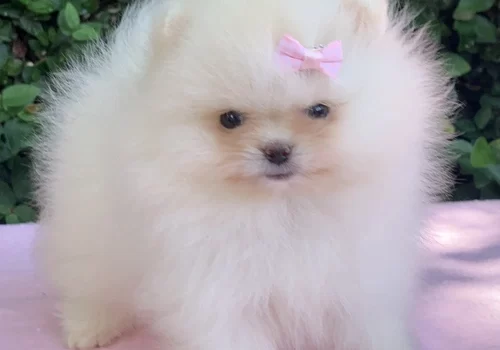 Spitz alemão em Americana