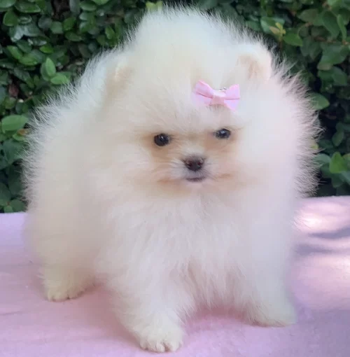 Spitz alemão em Americana