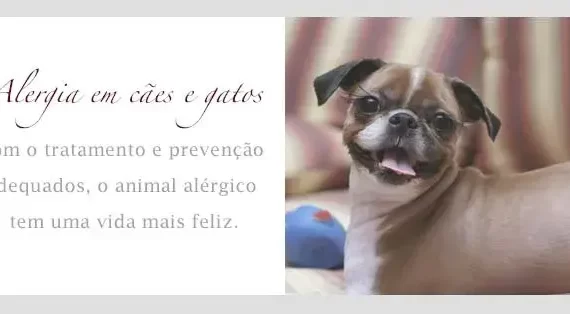 Alergia Em Cães E Gatos
