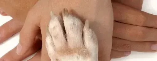 Dermatologista cães