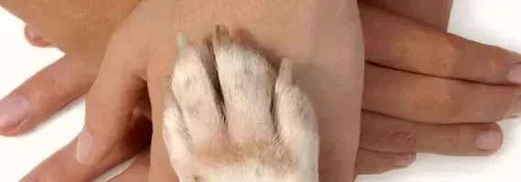 Dermatologista cães