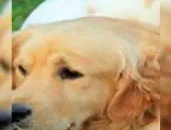 Luxação Patelar Em Cães