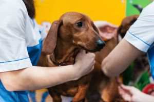 Insuficiência Renal em Cães