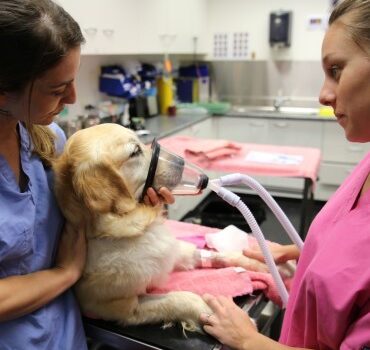 Laboratorio Veterinario