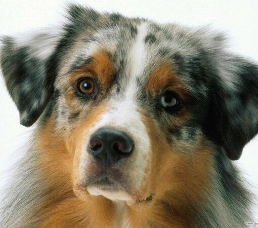 Tumor de Mama em Cachorras