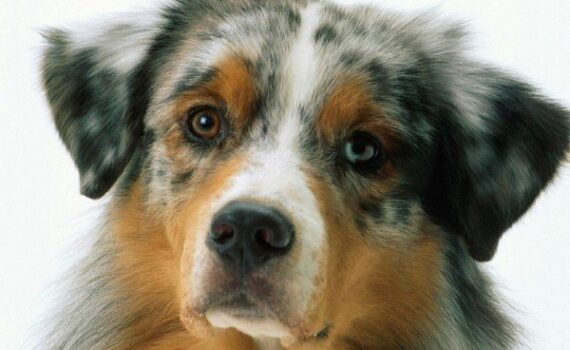 Tumor de Mama em Cachorras