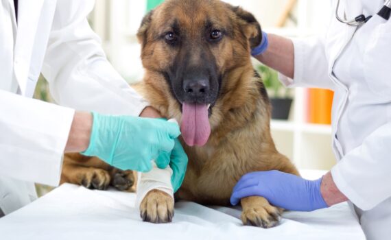 Tumores em Cães