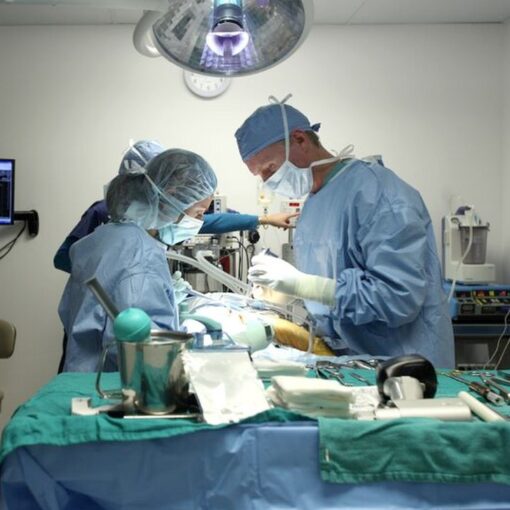 Veterinario Cirurgia
